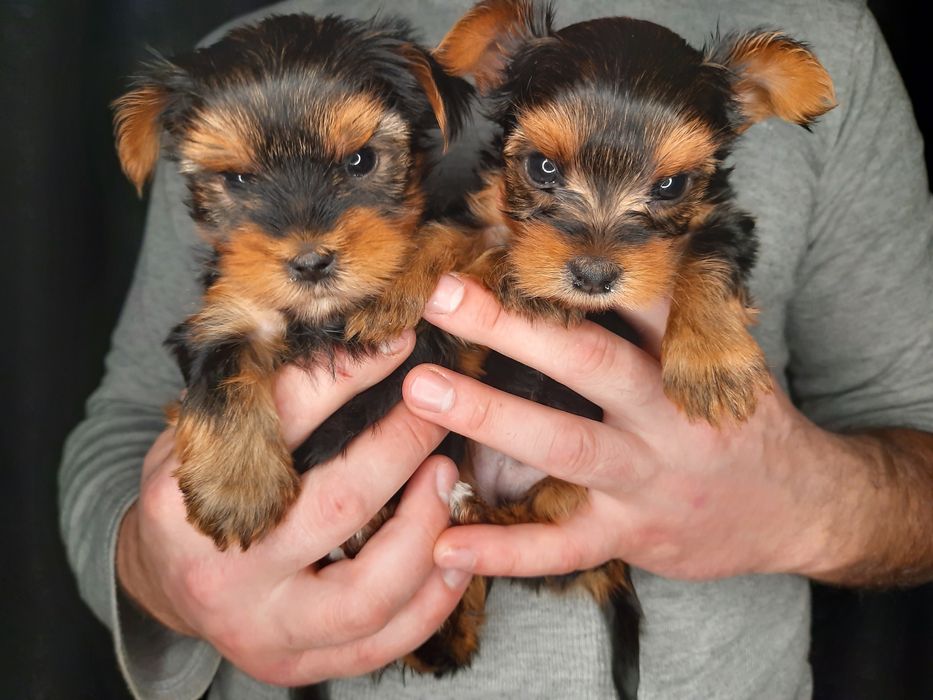 Обаятельные и привлекательные