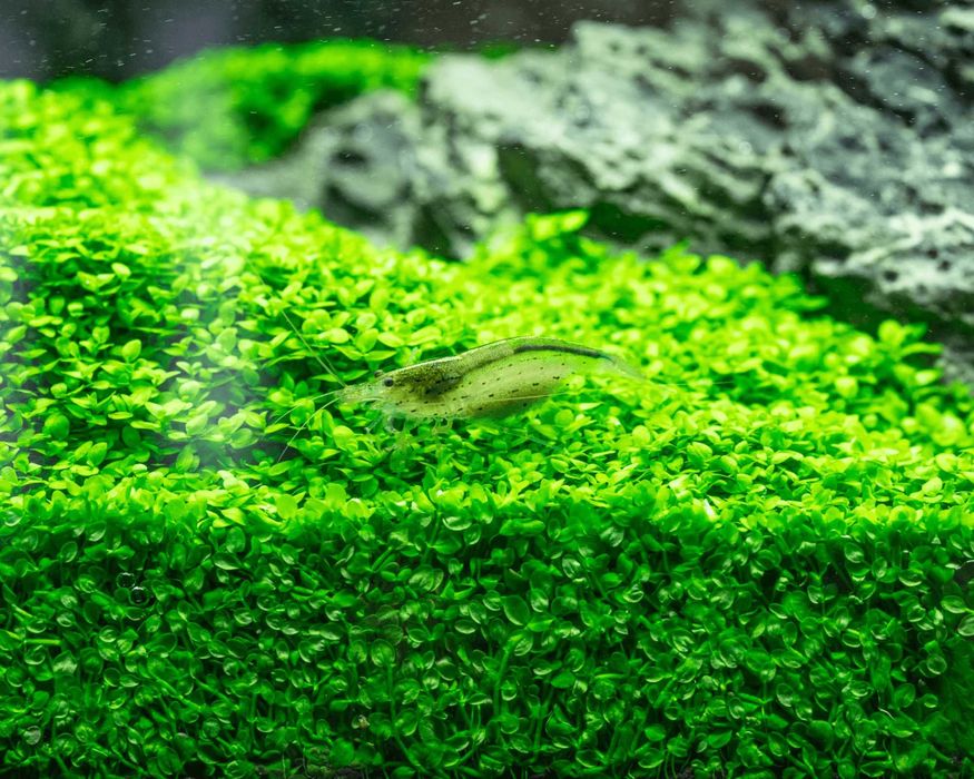 Микрантемум Монте Карло. Почвопокровное аквариумное растение