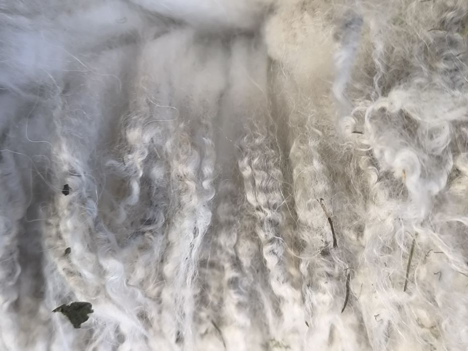 Alpaka huacaya samiec