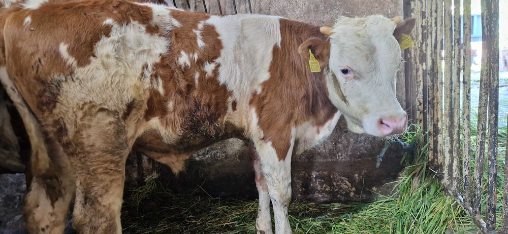 2 Byczki Odsatki Simental i Jałóweczka
