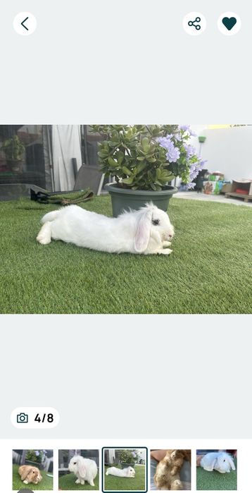 2 Coelhos anoisProcura uma casa que meus coelhas ( tem 7 /9 meses ) ,