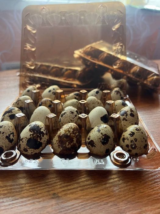 Інкубаційні яйця перепілки Фараон