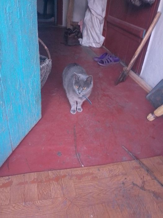 Віддам котиків в добрі руки