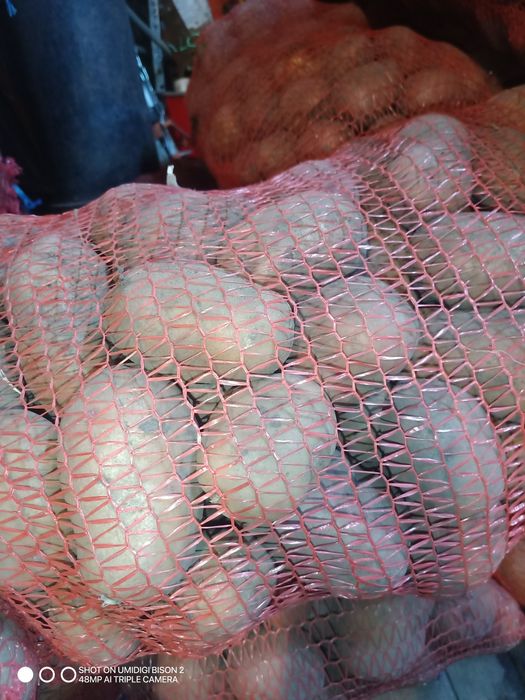 Картопля по Місту Суми