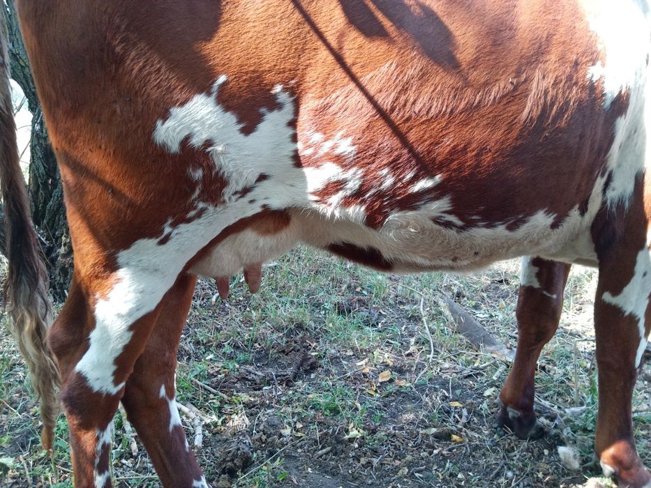 Продам срочно корову голштин