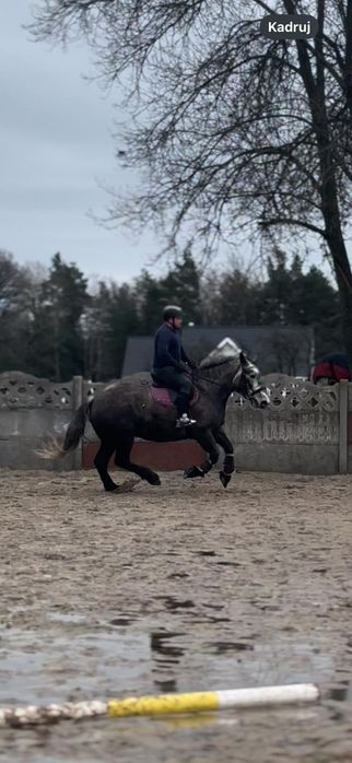Sprzedam klacz Zimnokrwistą