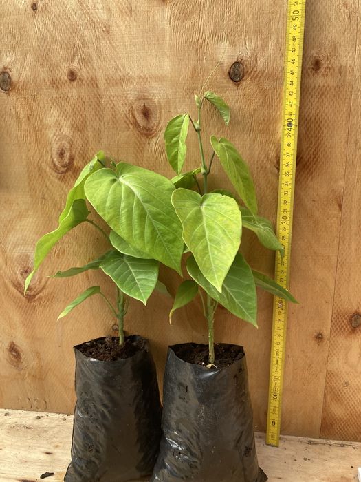 Granadilha (Passiflora Ligularis)