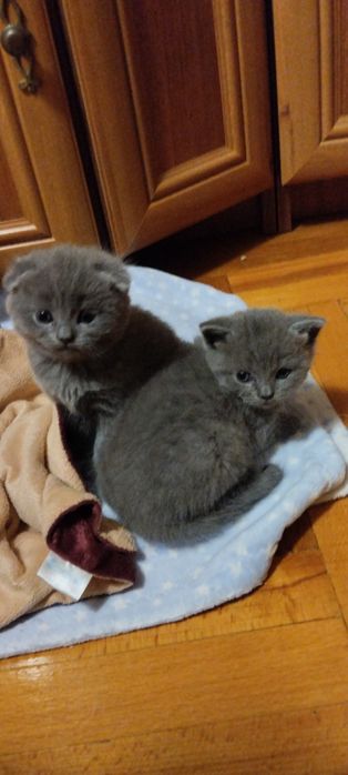Продам Шотландських кошенят