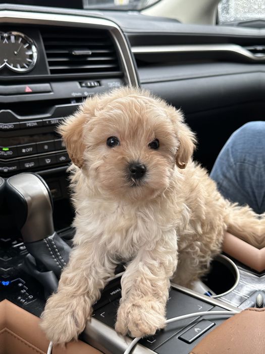 Мальтипу мини мальчик ф1 беби фейс