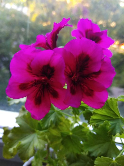 Королівська пеларгонія