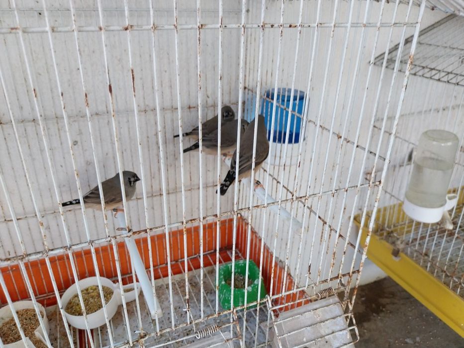 Mandarins gigantes e canarios arlequim