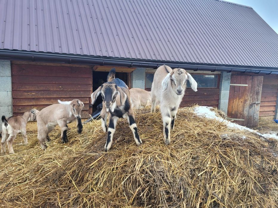 Młode bezrogie koziołki sprzedam