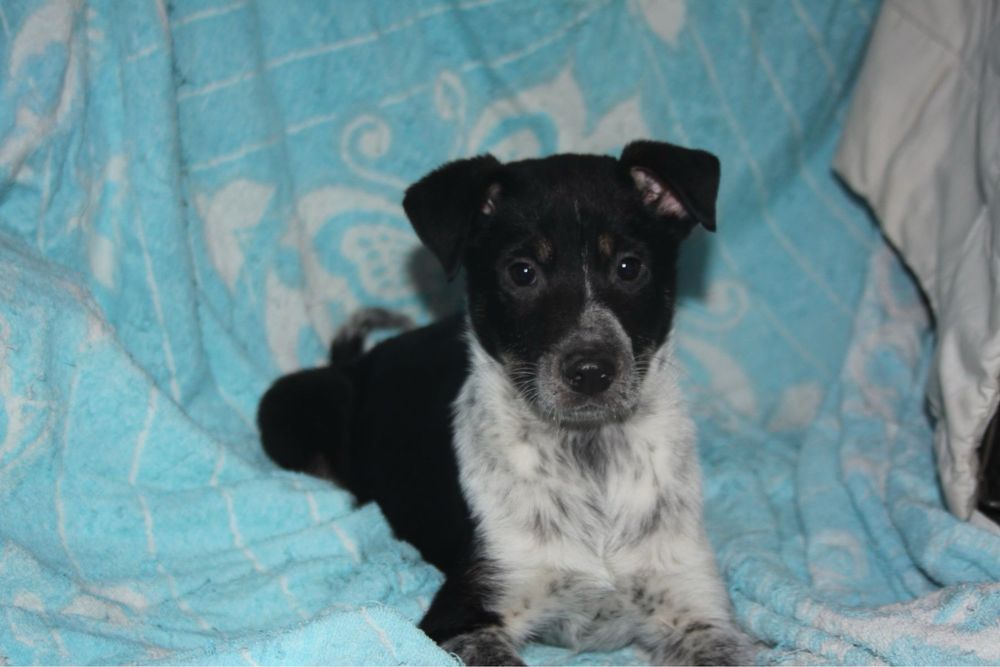 Цуценя із усіма вакцинами 3,5 міс