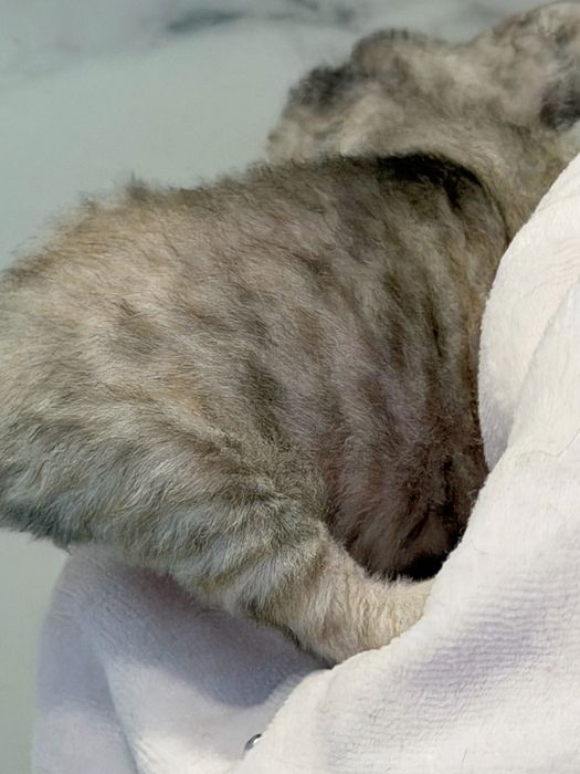 Devon rex  menina silver tabby