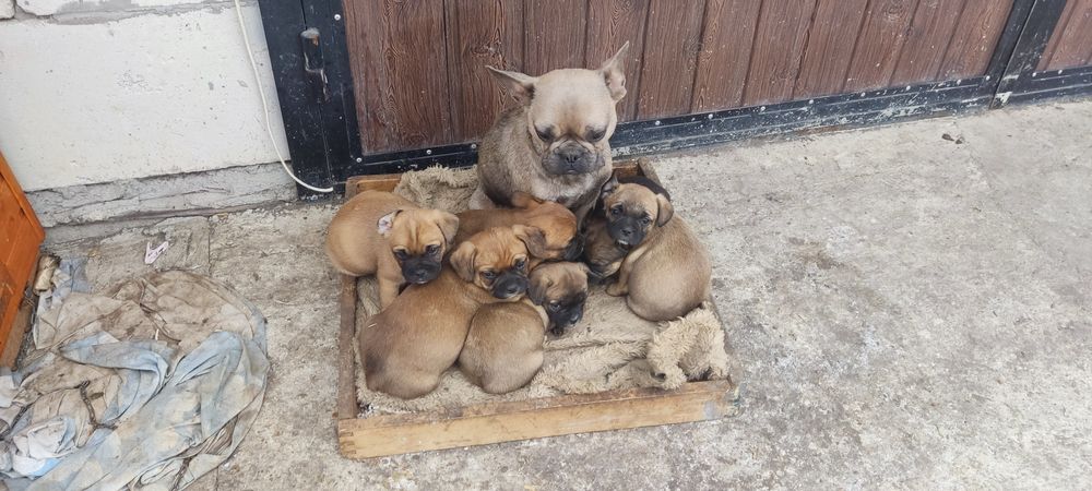 Цуценята французький бульдог