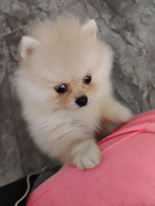 Sprzedam szpica pomerianiana