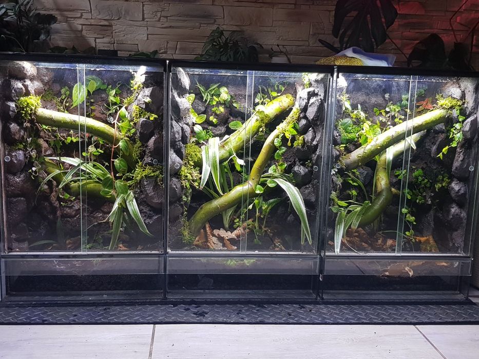 Terrarium 40x40x60 dla gekona