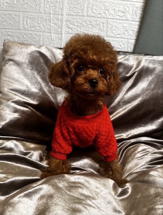 Той пудель хлопчик