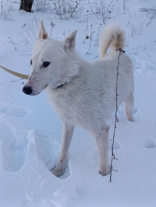 Лайка хлопчик білий.