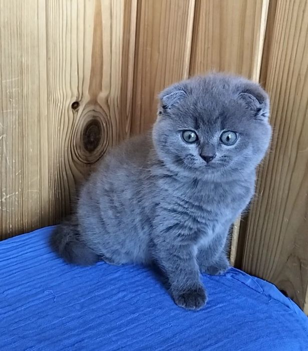 Голуба шотландочка