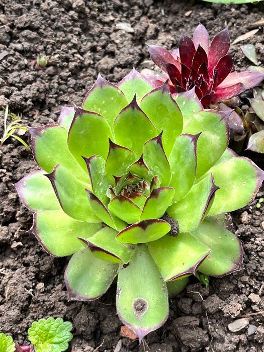 Хости та інші багаторічні рослини