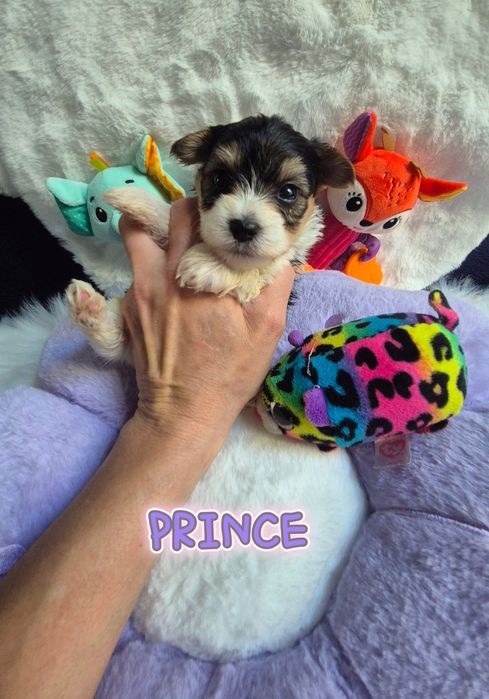 Piesek yorkshire terrier biewer maleńki