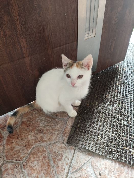 Kotki do adopcji