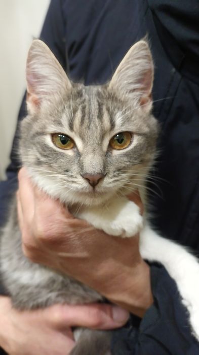 Кошеня Принцеса 5 міс стерильна