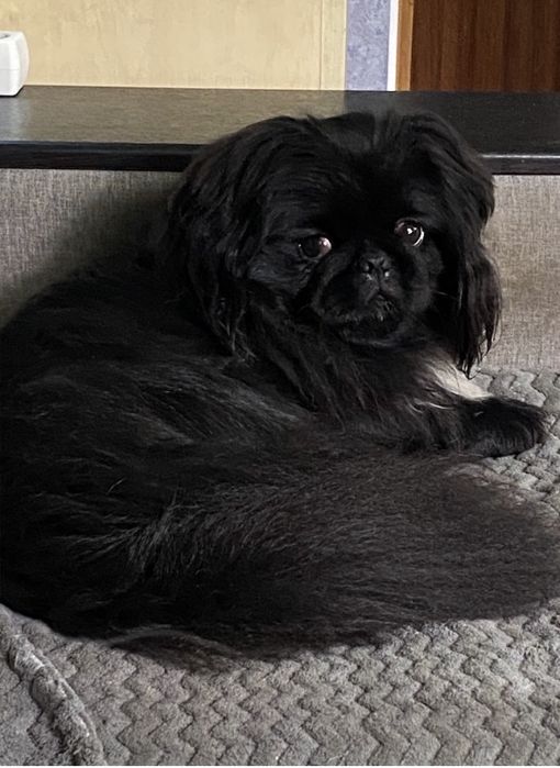 Пропонується цуценя пекінеса