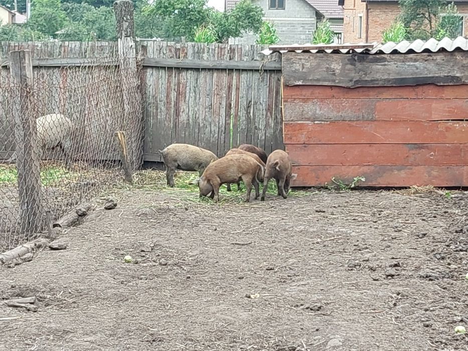 Продам пацятка 2місяці мангали