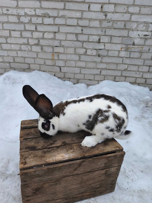Samica samiec Belg/srokacz bardzo ładne