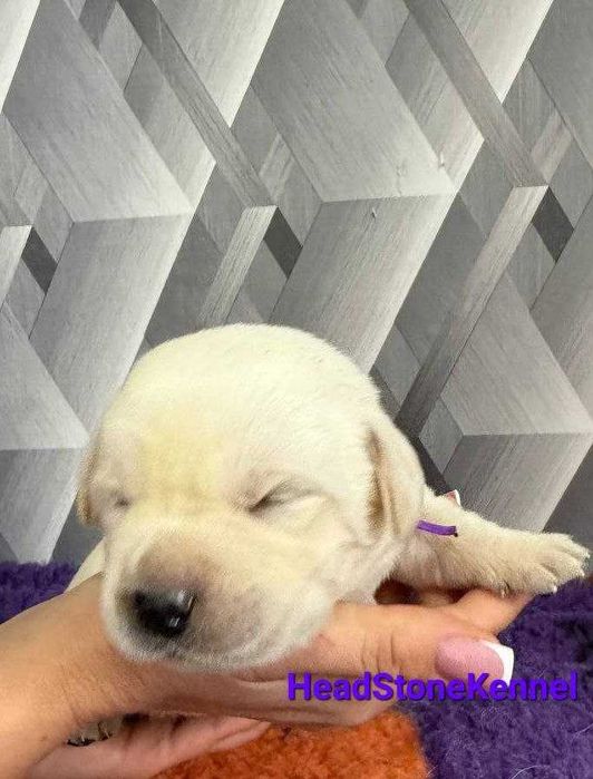 Лабрадор ретривер Щенки