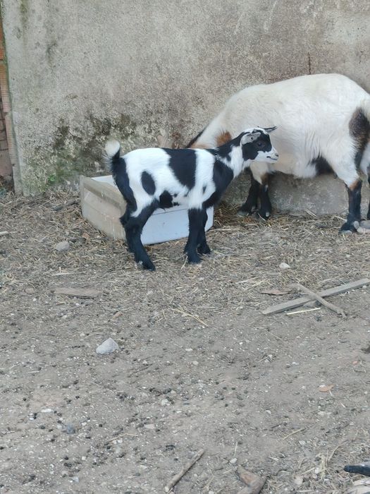 Cabrito com 1 mês