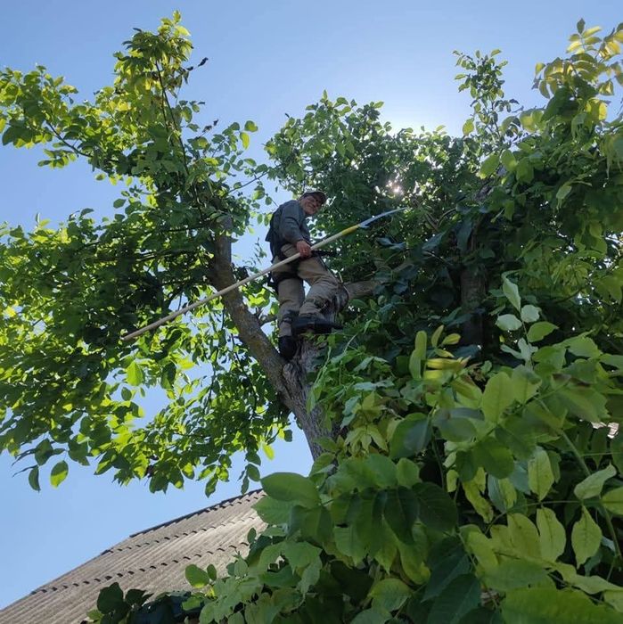 Зрізання дерев | Обрізка рослин