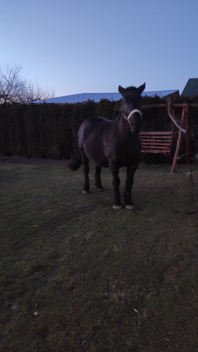 Dwie Klacze zimnokrwiste