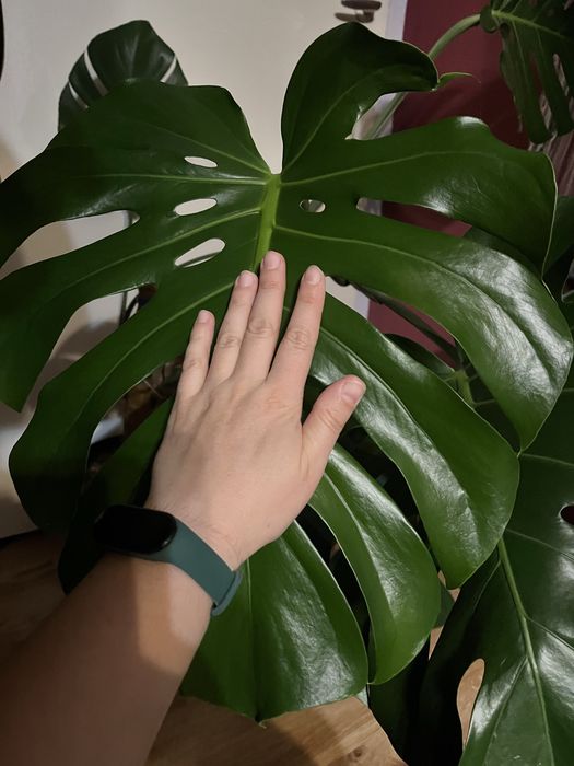 Monstera deliciosa