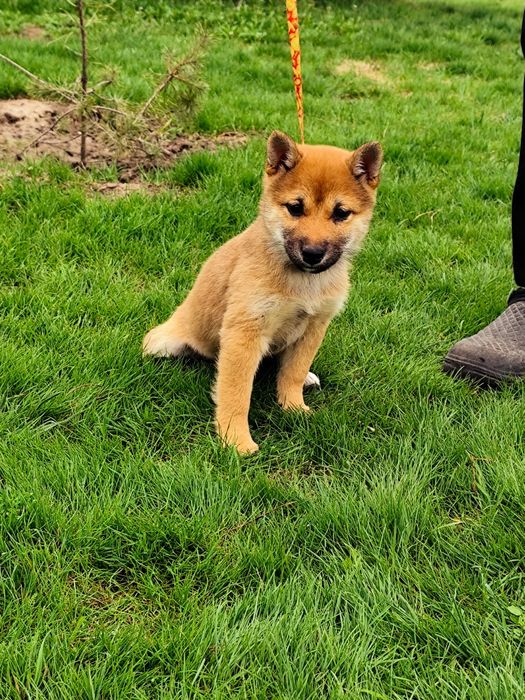 Дівчинка Шиба/ Сіба Іну