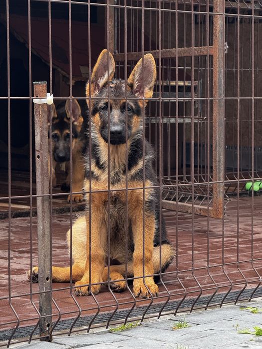 Дівчинка німецької вівчарки