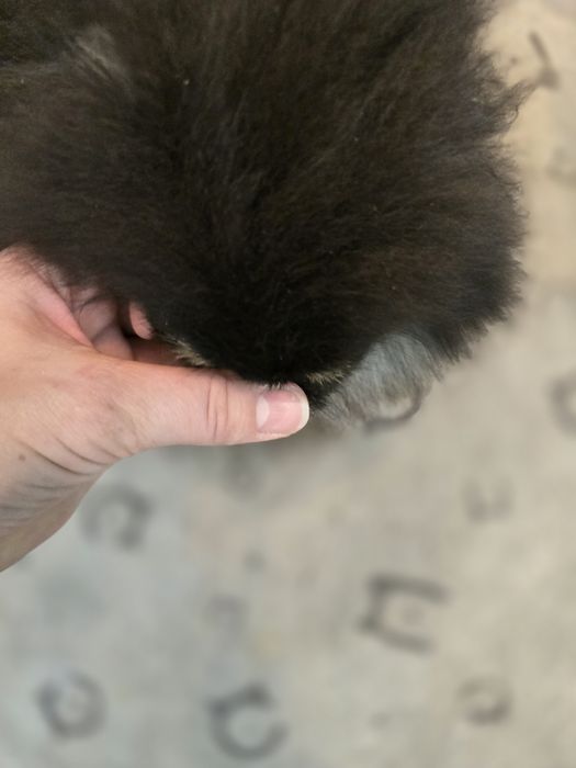 Przepiękną sunia pomeranian FCI  typie misia