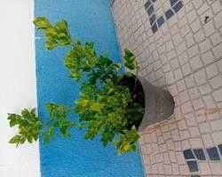 Evo'nio do Japao (Euonymus Japonicus) para sebes