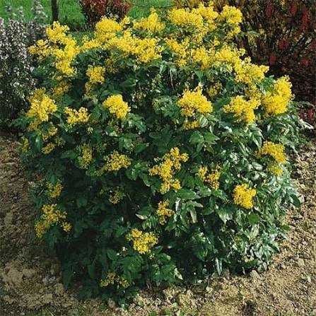 Перовския лебедолистная