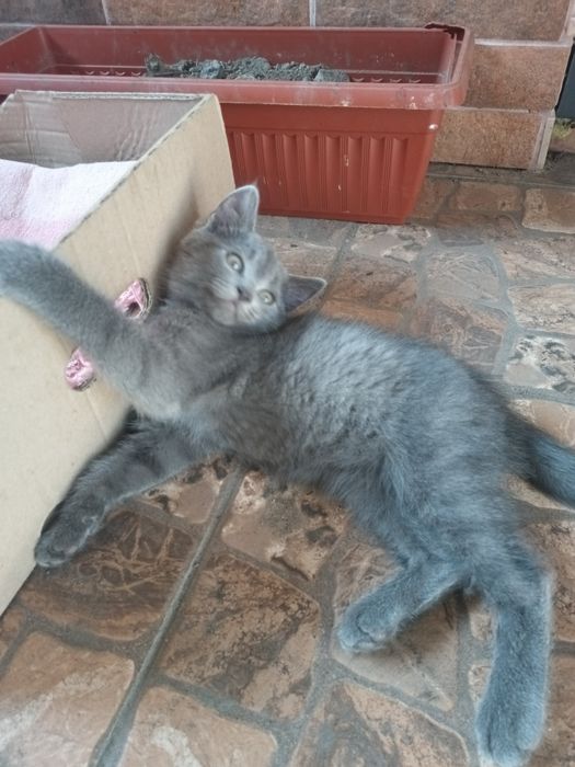 Віддам в добрі руки кошенят.