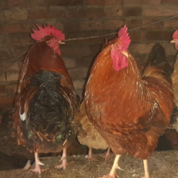 Продам домашних красных петухов на развод или на мясо.