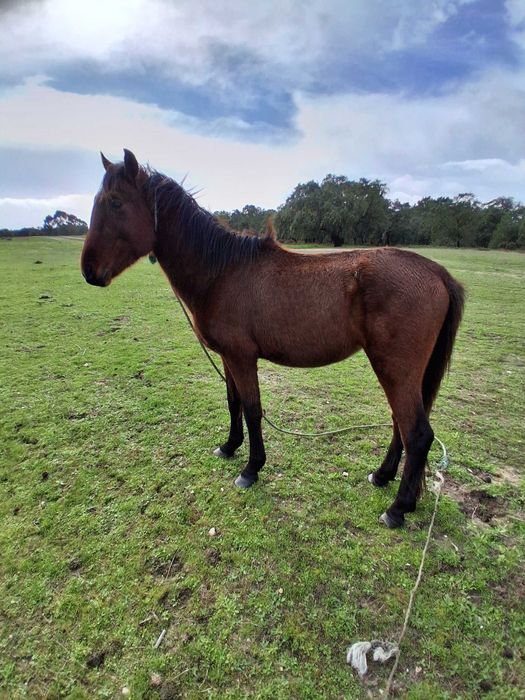 Vendo cavolos mansos