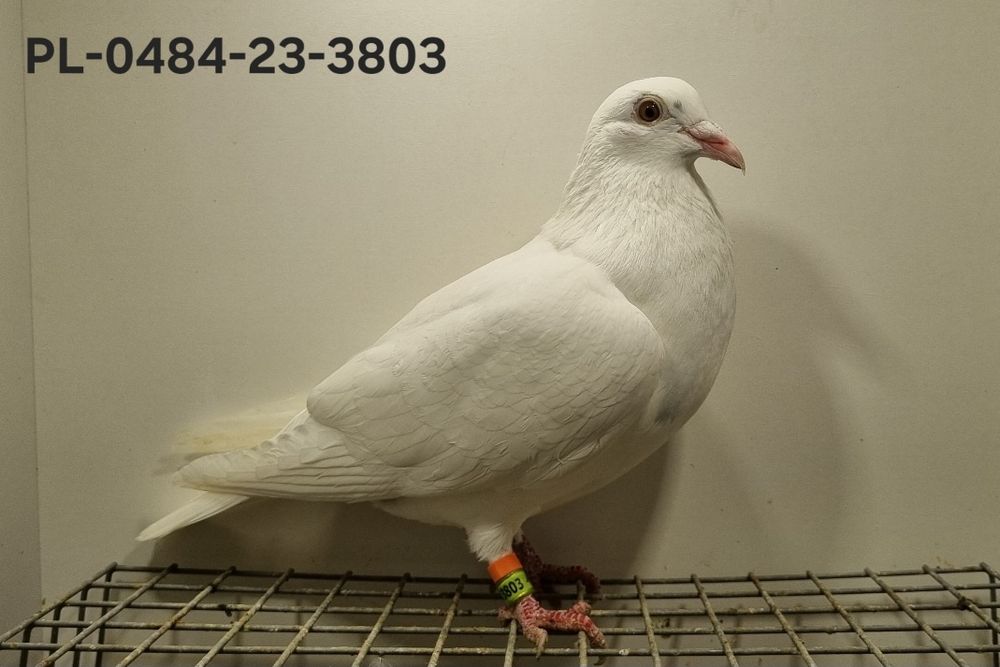 Gołębie Ludo Claessens