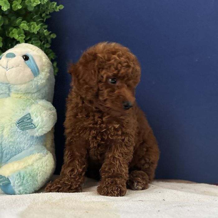 ляльковий хлопчик у забарвленні Red Braun