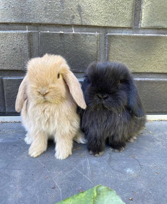 KIT Coelhos anões orelhudos, mini lop super inteligentes e dóceis