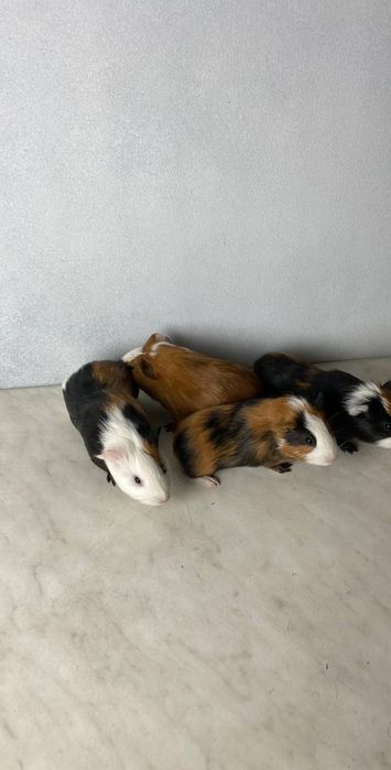 Świnki morskie bardzo ładne