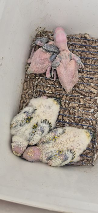 Aves serem criadas à mão