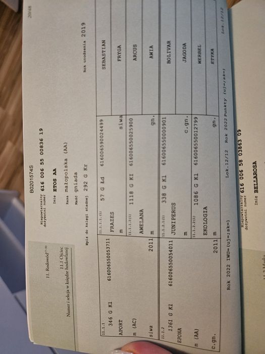 Klaczka 1,5 roku